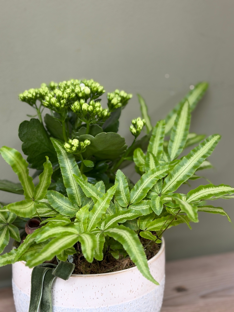 Plant Arrangement