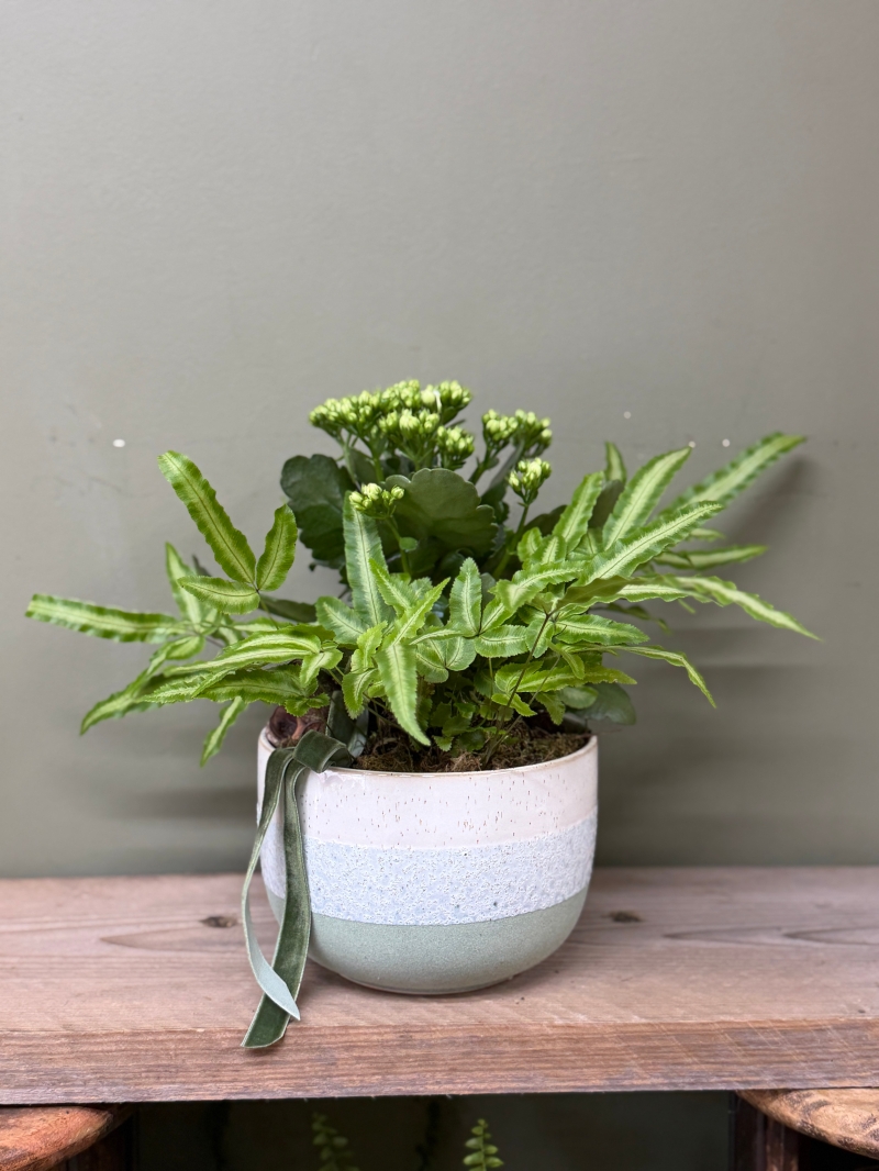 Plant Arrangement