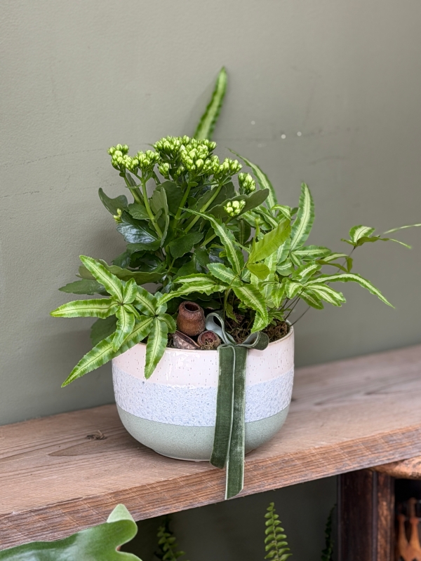Plant Arrangement
